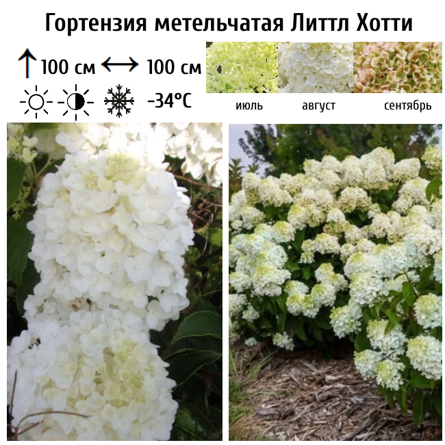 Гортензия метельчатая "Литтл Хотти"