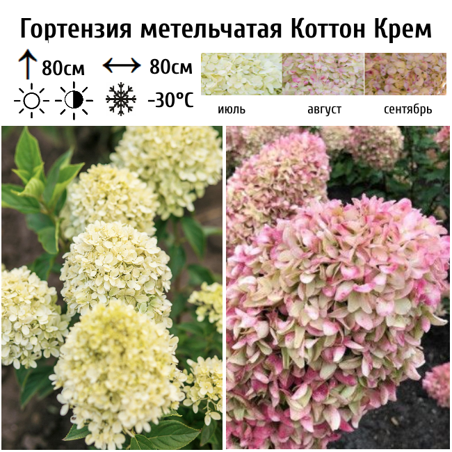 Гортензия метельчатая "Коттон Крем"