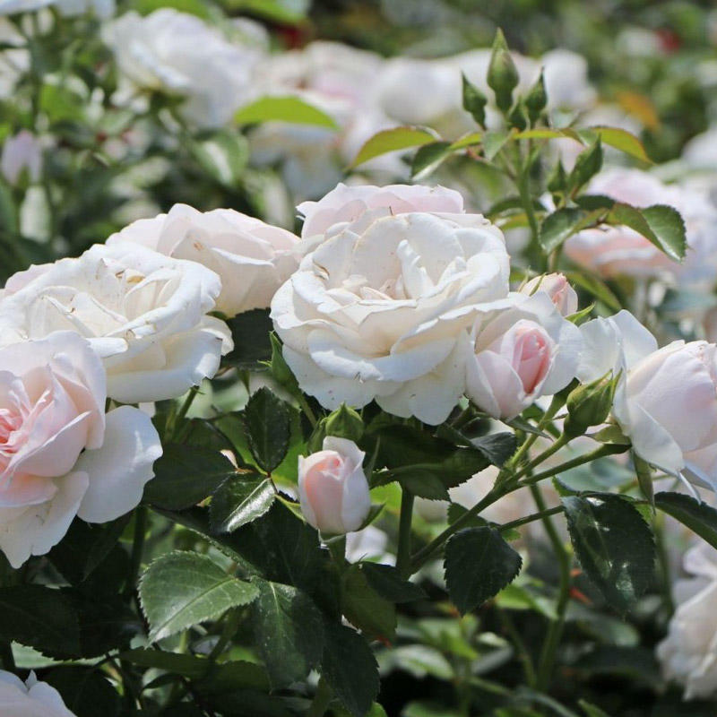 Основное изображение товара