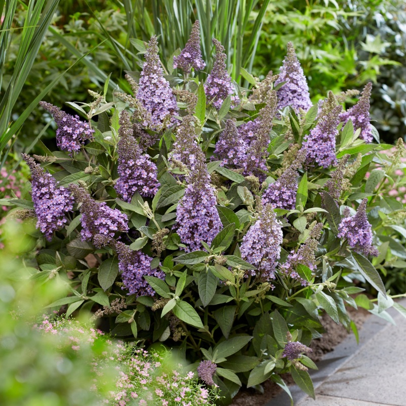 Буддлея Давида "Баттерфляй Канди Литтл Лила"