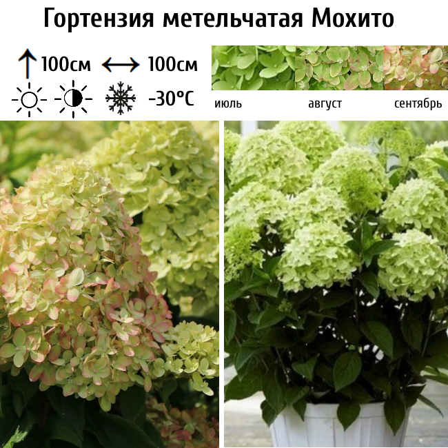 Гортензия метельчатая "Мохито"