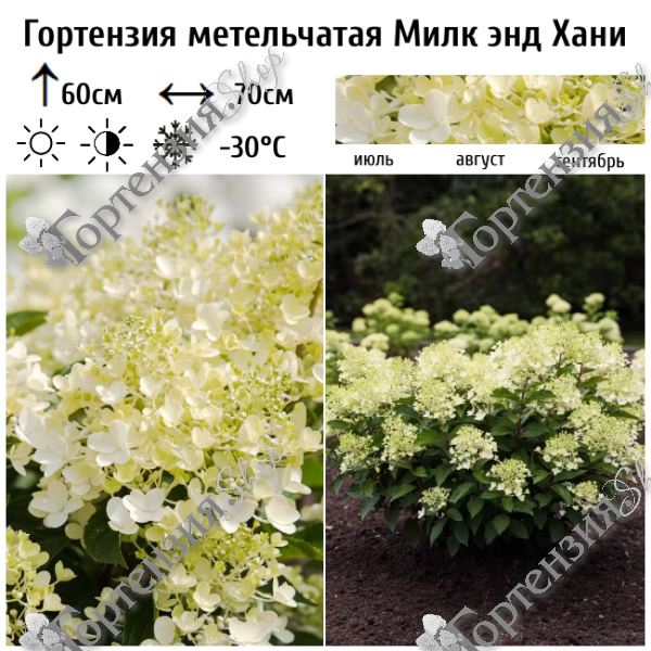 Гортензия метельчатая "Милк энд Хани"