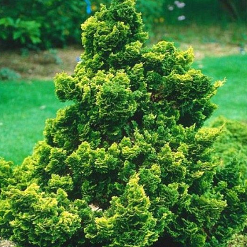 Кипарисовик тупой "Нана Грацилис" 