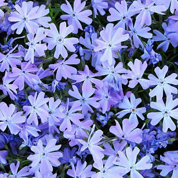 Флокс шиловидный "Blue" 