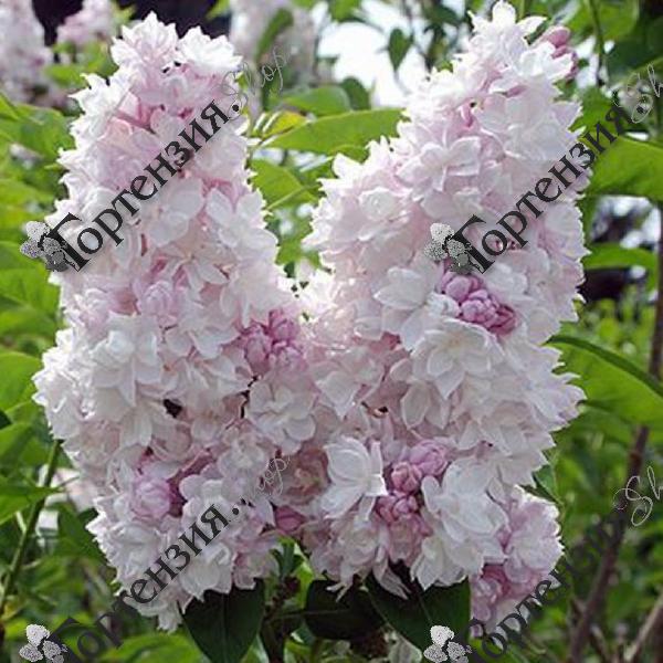 Сирень обыкновенная "Красавица Москвы"