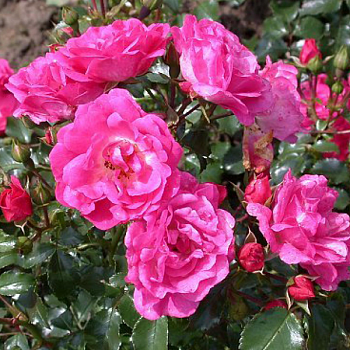 Роза миниатюрная "Flower Carpet Heidetraum" 