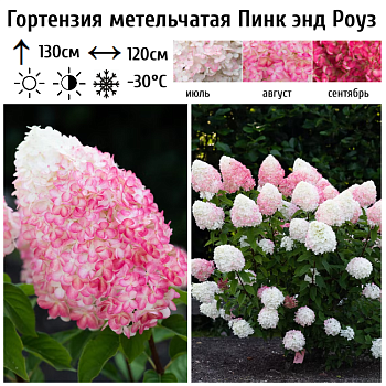 Гортензия метельчатая "Пинк энд Роуз" 