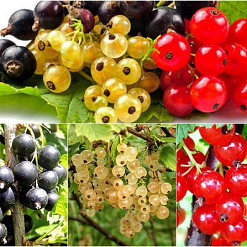 Смородина в ассортименте 