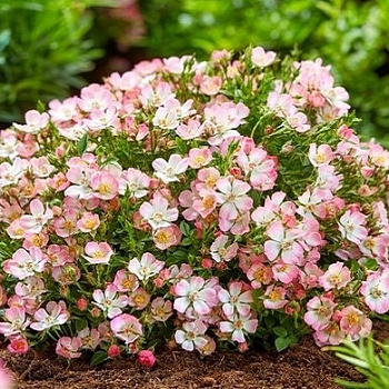 Роза миниатюрная "Cutie Pie" 