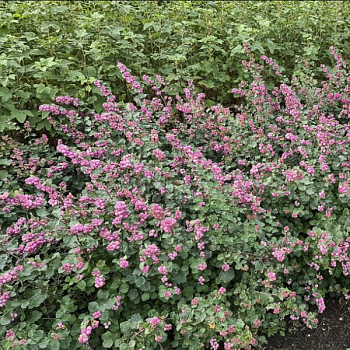 Снежноягодник "Симфони Рамбл" 