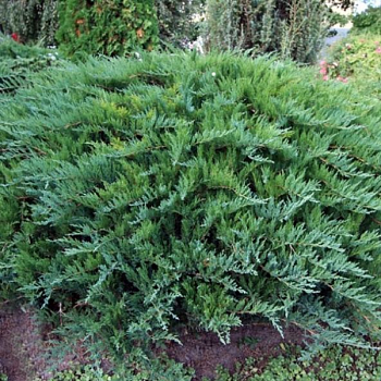 Можжевельник казацкий "Тамарисцифолия" 