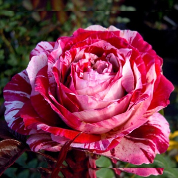 Роза чайно-гибридная "Julio Iglesias" 