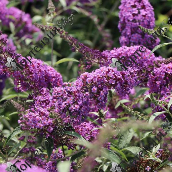 Буддлея Давида "София"