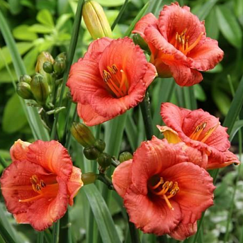 Лилейник "Литтл Шоу Стоппер" 