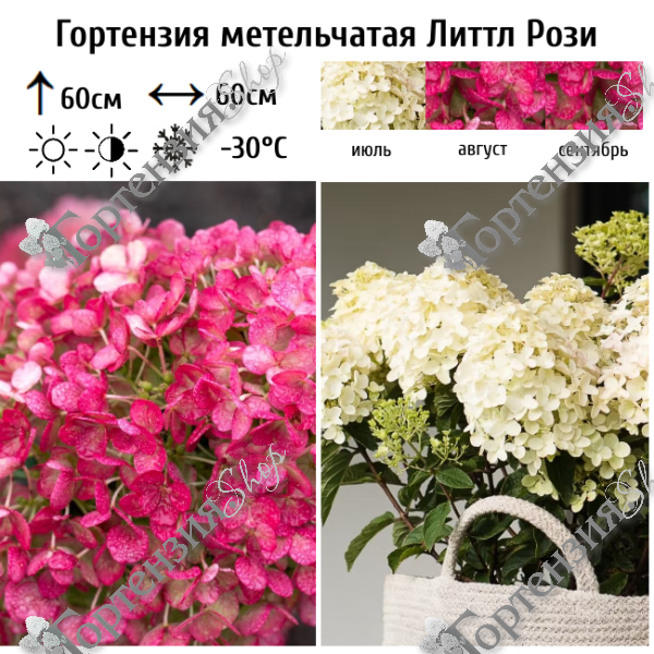 Гортензия метельчатая Литтл Рози