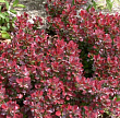 Барбарис Тунберга 