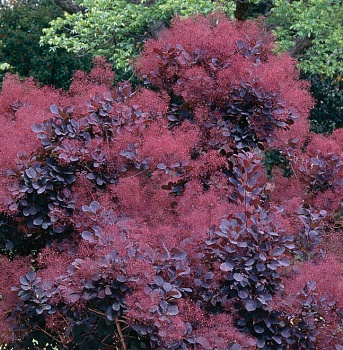 Скумпия кожевенная "Роял Пурпл" 