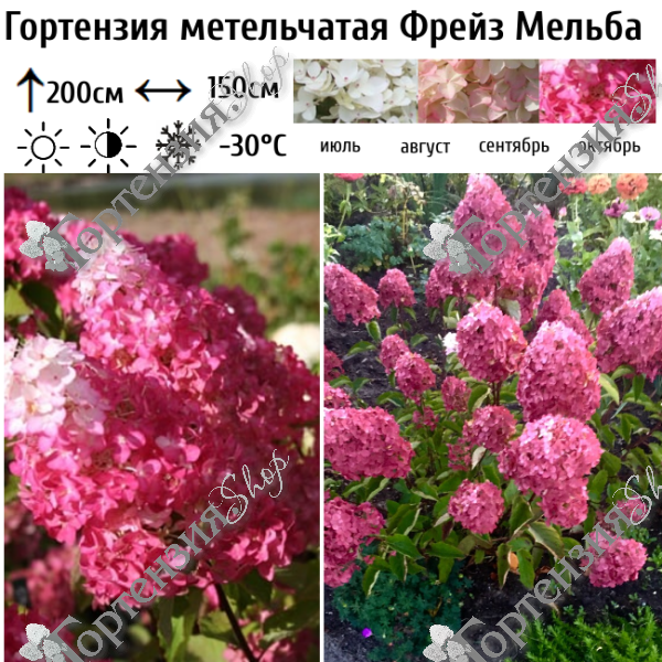 Гортензия метельчатая Фрайз Мельба