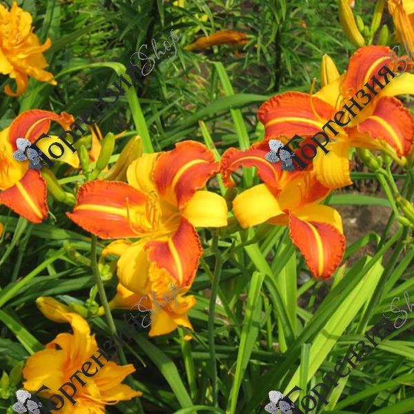 Лилейник "Франс Халс"