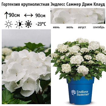 Гортензия крупнолистная "Эндлесс Саммер Дрим Клауд" 
