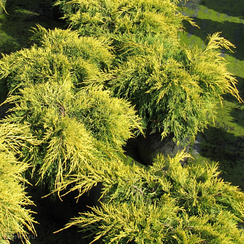 Можжевельник средний "Кинг оф Спринг" 